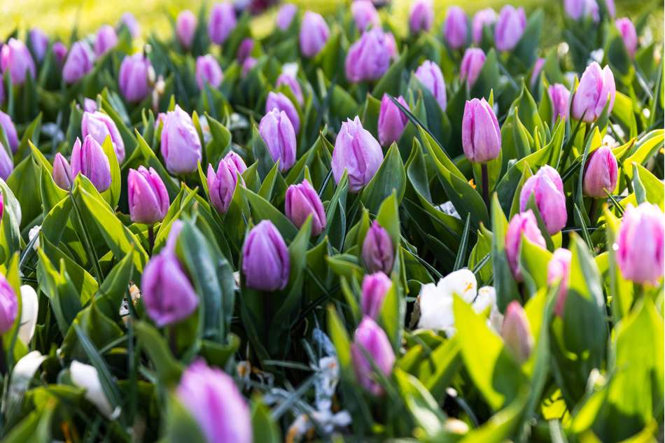 Tulpan 'Candy Prince'